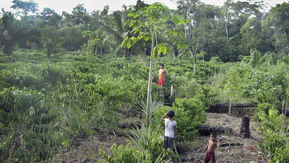 Valcemir Kanoé e filhos na plantação de café da família, Terra Indígena Rio Branco.Café premiado em 2019. Foto: Tanúzio Oliveira